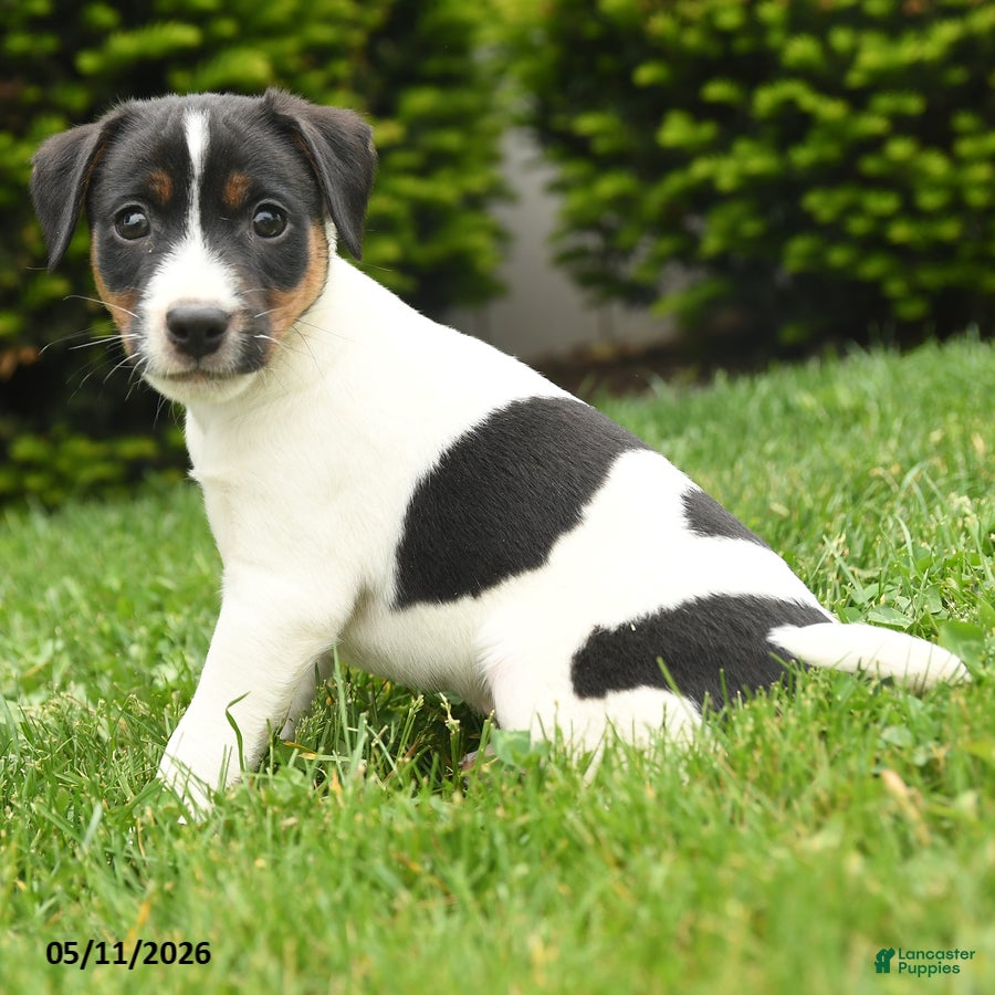 Jack Russell Terrier dogs Ben - Ad 2