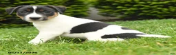 Jack Russell Terrier dogs for sale: Ben - Ad 2