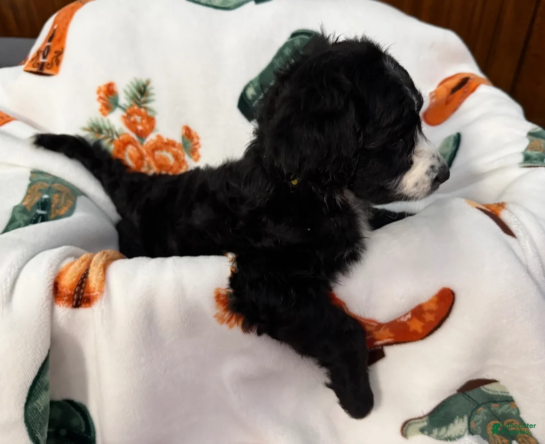 Aussiedoodle dogs for sale: Nanner Girl (Yellow) - Ad 2