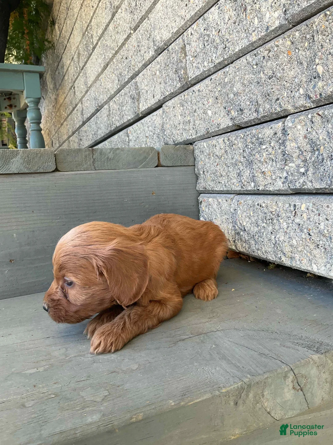 Mini Goldendoodle dogs for sale: Betsy - Ad 3