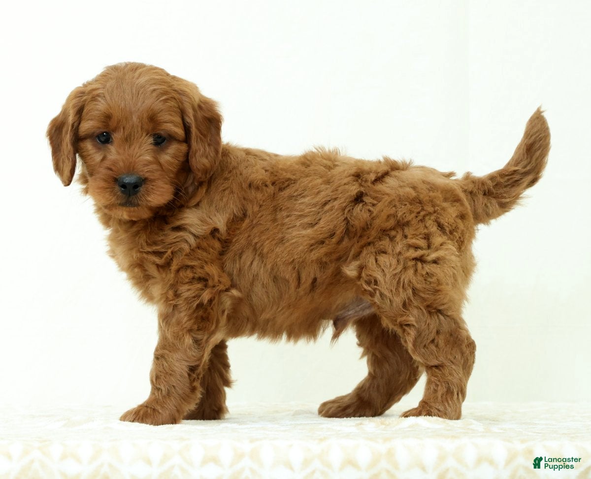 Mini Goldendoodle dogs Lincoln - Ad 1