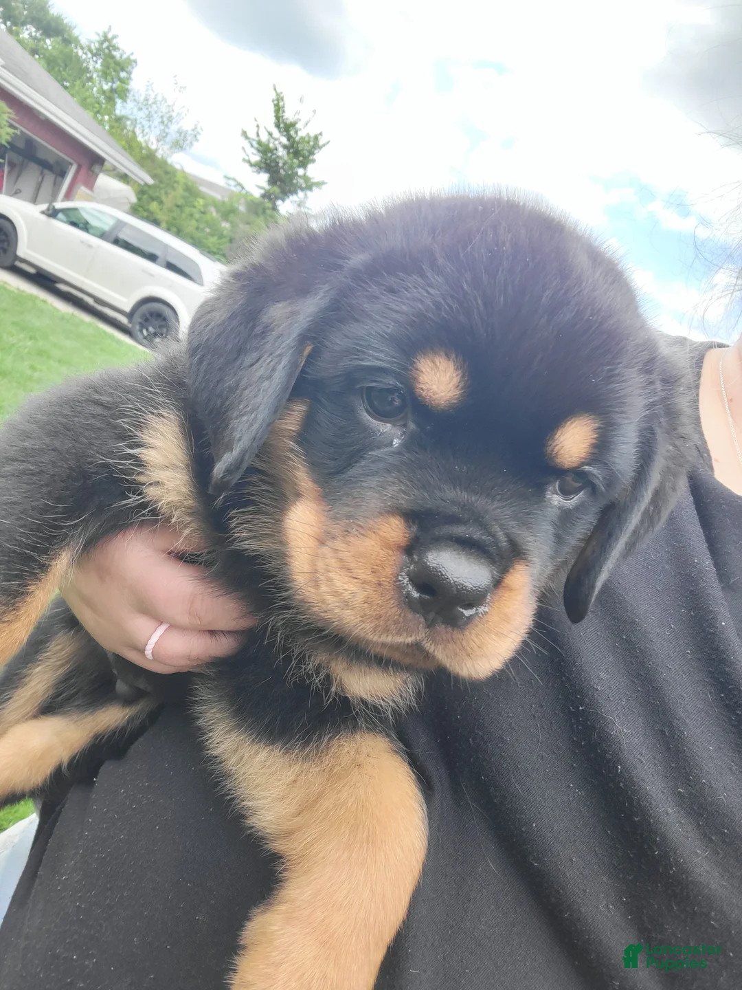 Rottweiler dogs for sale: Rottweiler Male-D.Green- sold - Ad 2