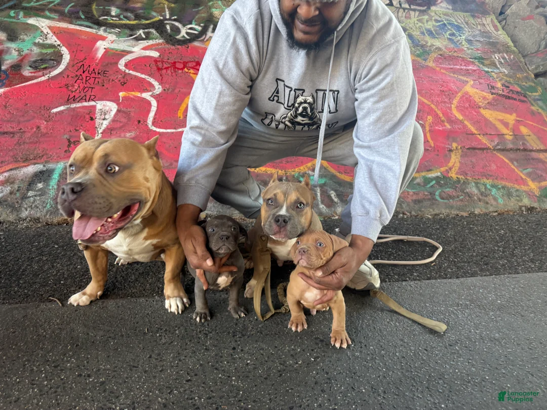 American Bully dogs for sale: Big Momma - Ad 4