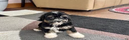 Havapoo dogs for sale: Havapoo boy 3  - Ad 6
