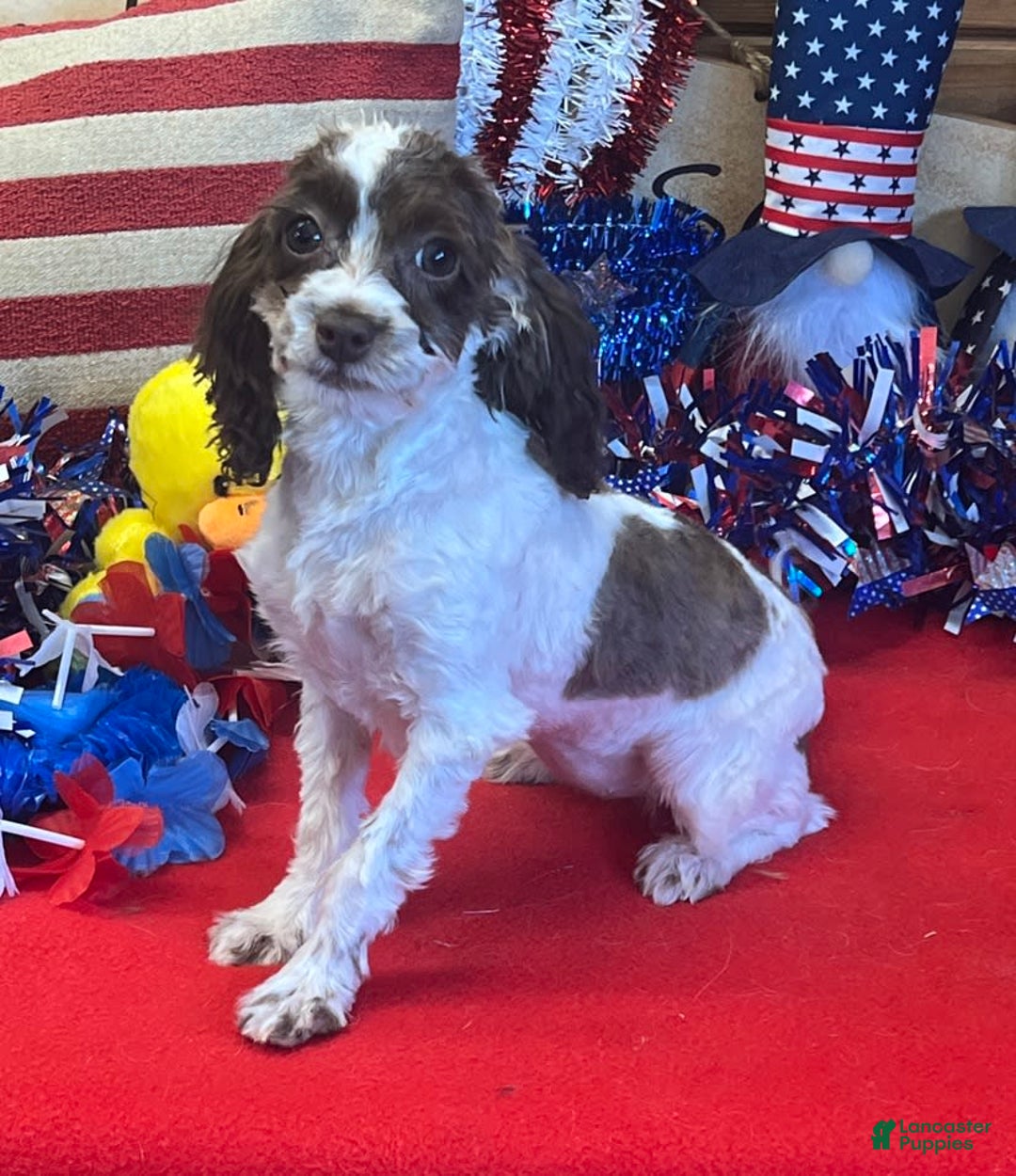 Cockapoo dogs for sale: Bessie - Ad 2