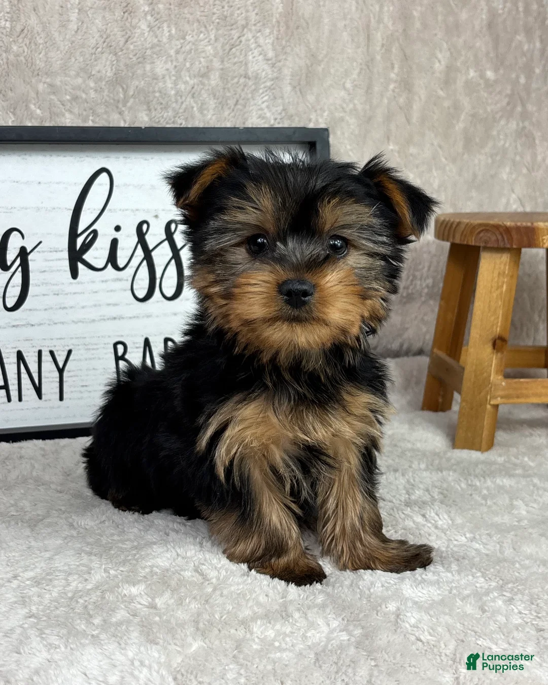 Yorkshire Terrier dogs for sale: Timmy - Ad 5