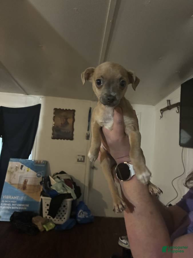 Chihuahua dogs Chihuahua Puppy 4 - Ad 20