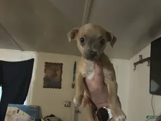 Chihuahua dogs Chihuahua Puppy 4 - Ad 20