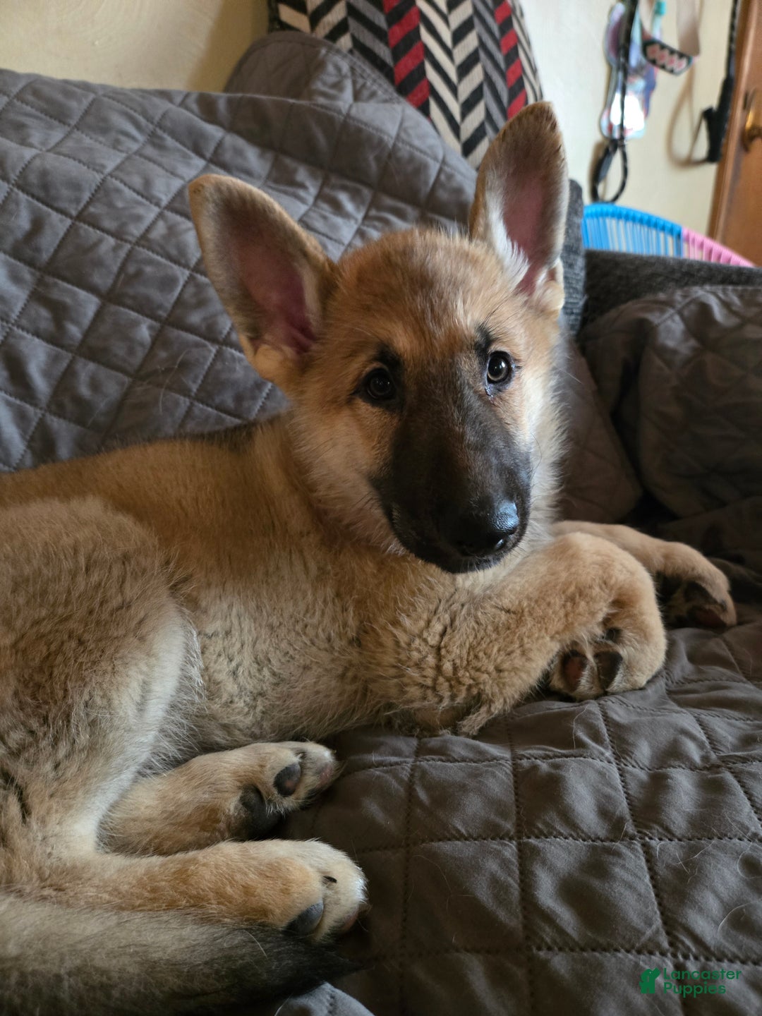German Shepherd dogs for sale: Echo - Ad 4