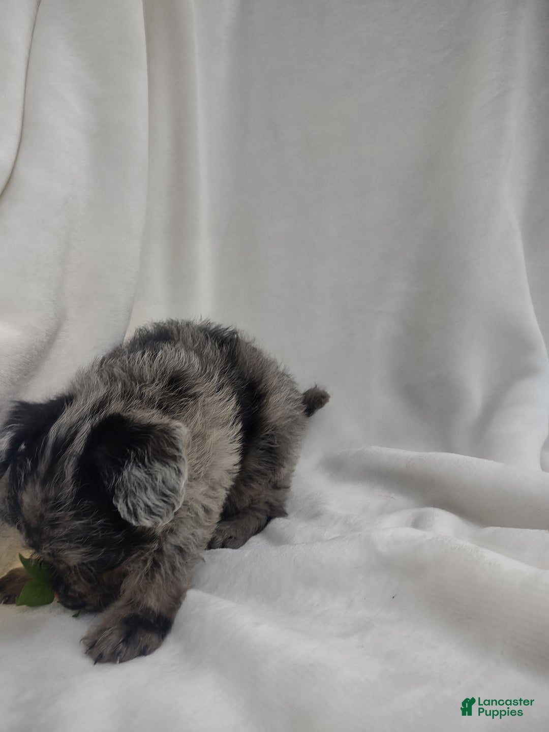 Chipoo dogs for sale: Jezz - Ad 10