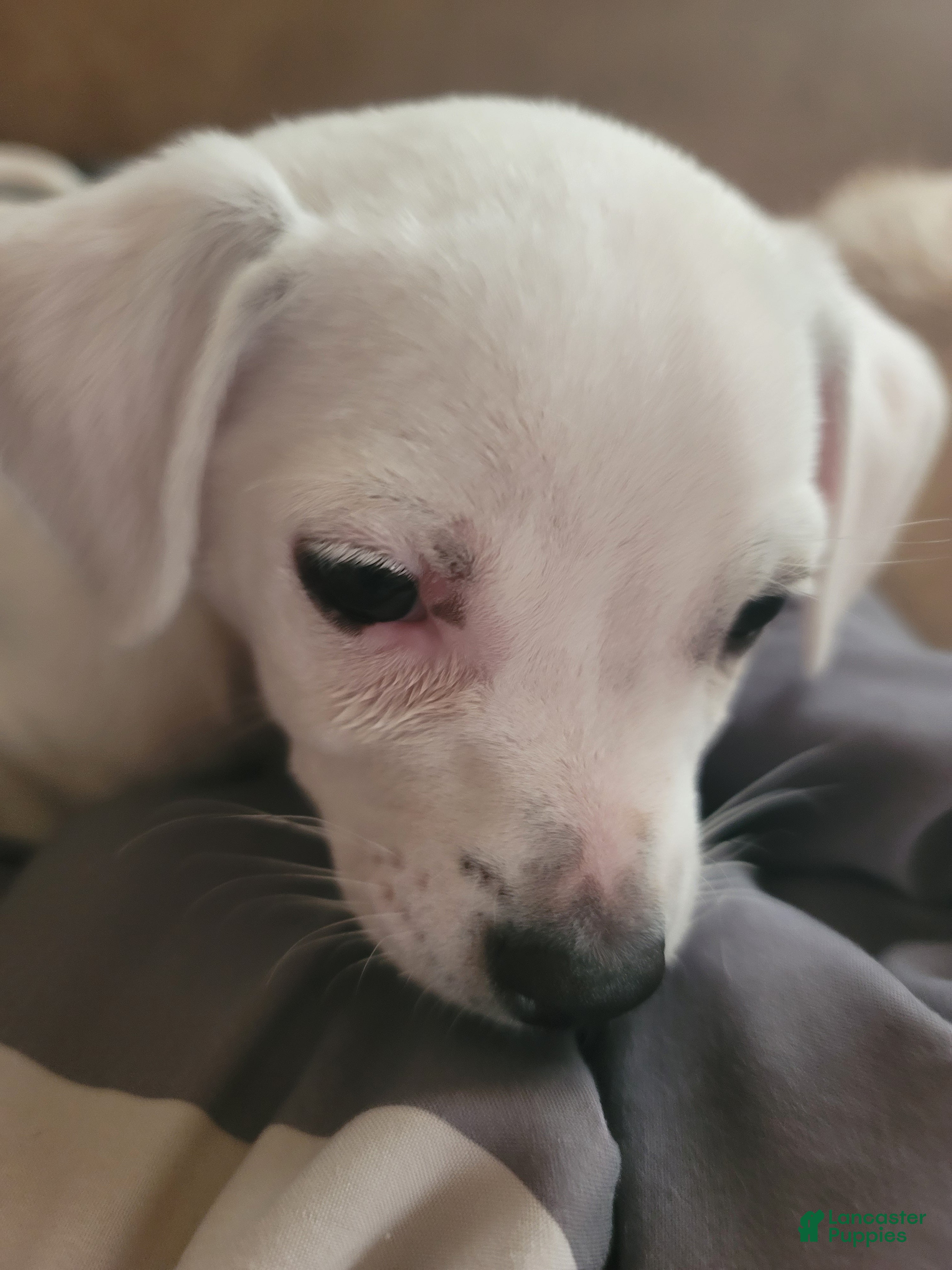 Mixed Breed dogs Stephen - Ad 27