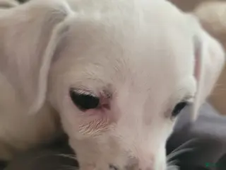 Mixed Breed dogs Stephen - Ad 2