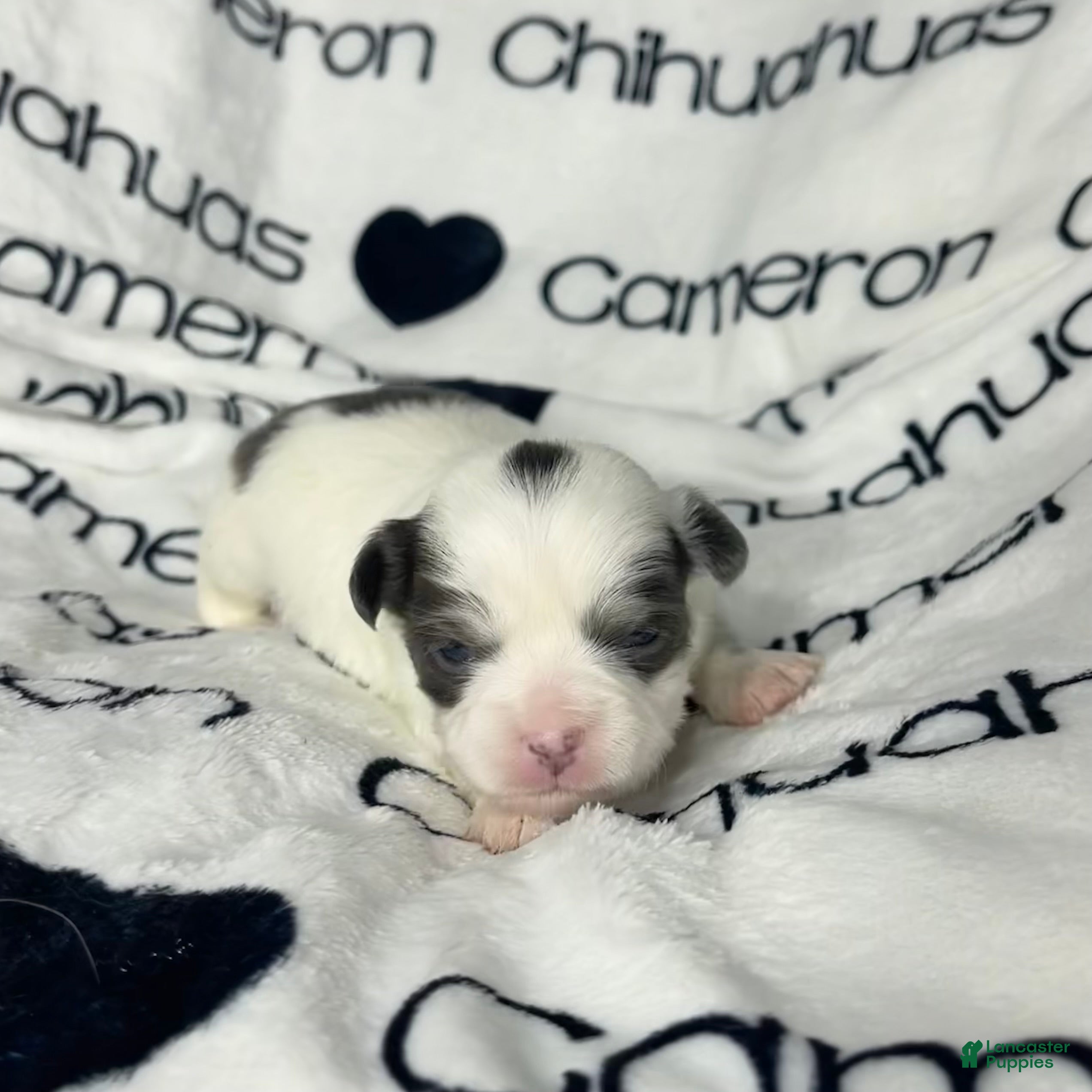 Chihuahua dogs Gabriel Blue Spotted - Ad 3