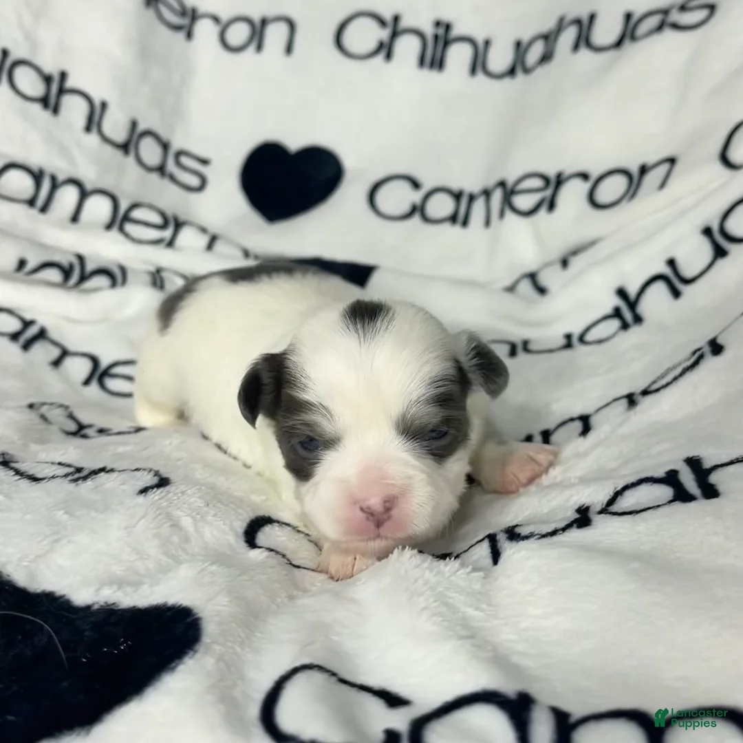 Chihuahua dogs for sale: Gabriel Blue Spotted - Ad 1