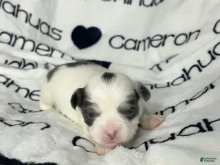 Chihuahua dogs Gabriel Blue Spotted - Ad 3