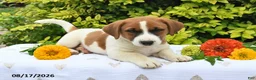 Mixed Breed dogs for sale: Drey - Ad 5