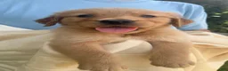 Golden Retriever dogs for sale: Kit - Ad 4