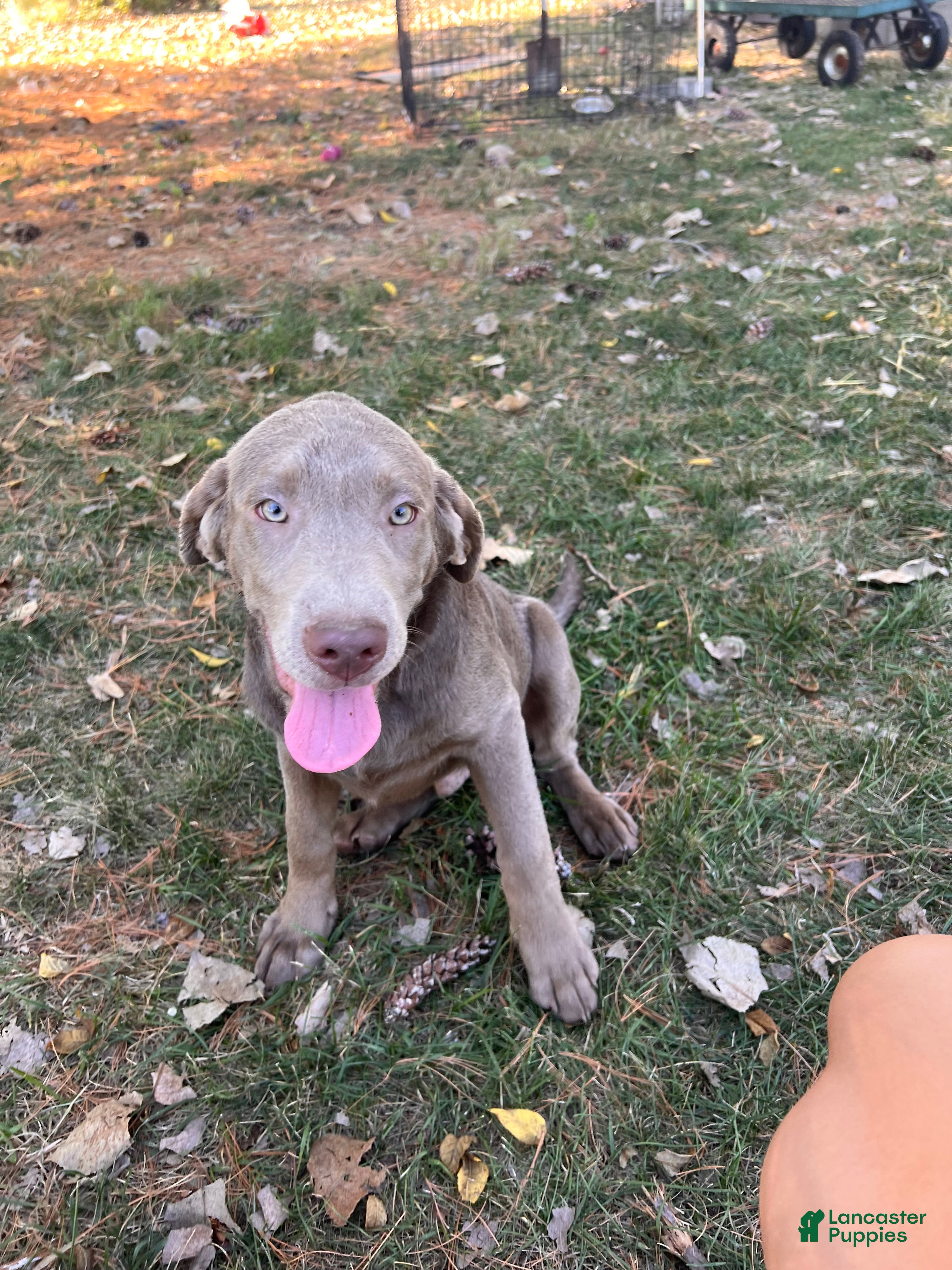 Labrador Retriever dogs Mango - Ad 28