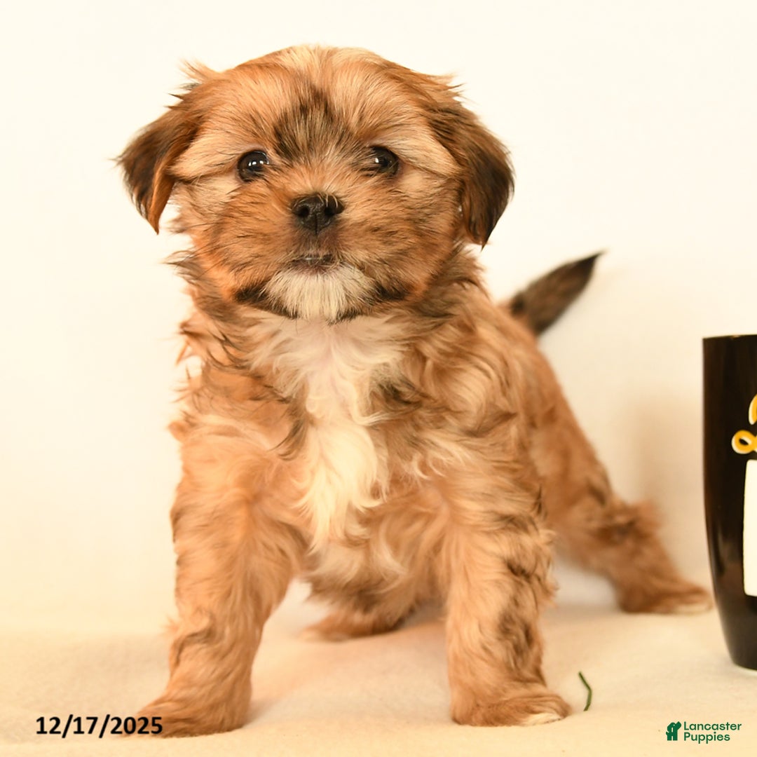 Shorkie dogs for sale: Dreamer - Ad 3