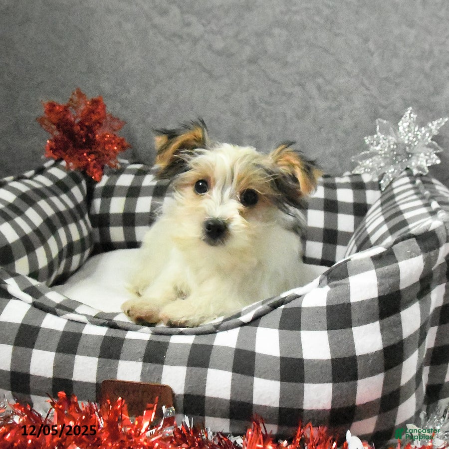 Morkie dogs Sherry - Ad 40