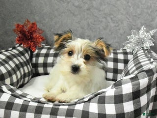 Morkie dogs Sherry - Ad 28