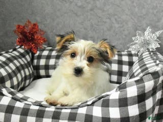 Morkie dogs Sherry - Ad 40