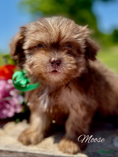 Shihpoo dogs Moose - Ad 19