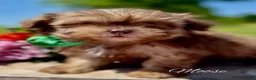 Shihpoo dogs for sale: Moose - Ad 1
