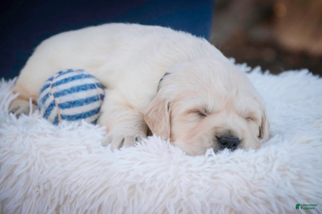 Golden Retriever dogs for sale: Rugby - Ad 3