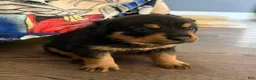 Rottweiler dogs for sale: Dior - Ad 3