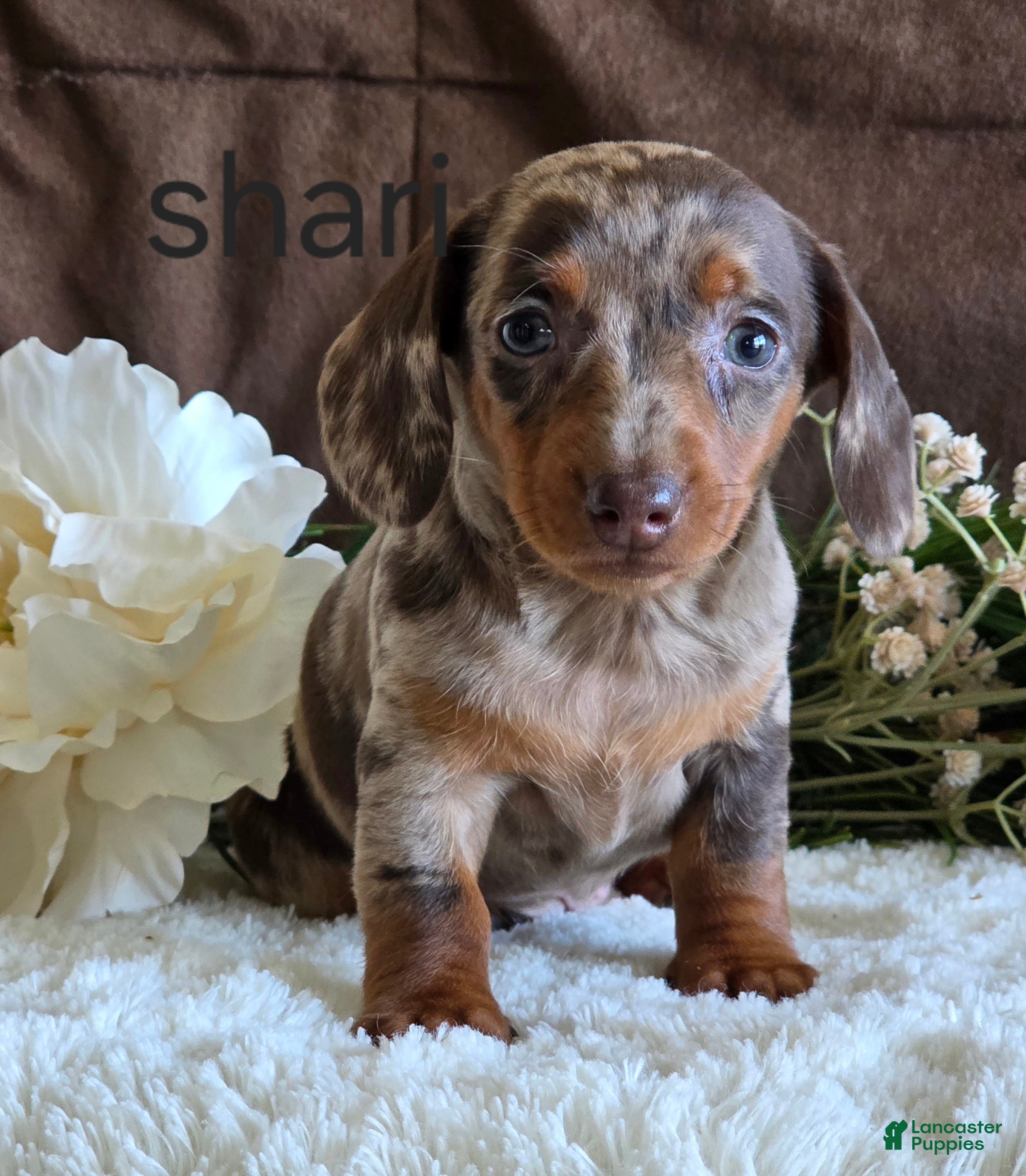 Miniature Dachshund dogs Shari - Ad 38