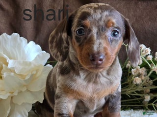 Miniature Dachshund dogs Shari - Ad 38