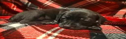 Cane Corso dogs for sale: Rufus AKC blue collar - Ad 11