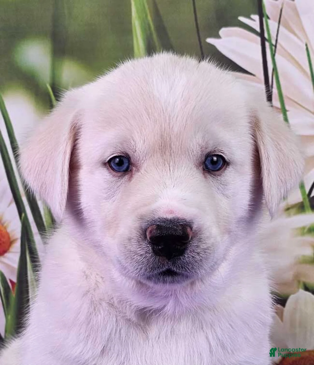 Goberian dogs for sale: Maui - Ad 2