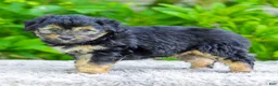 Mini Aussiedoodle dogs for sale: Waldo - Ad 6
