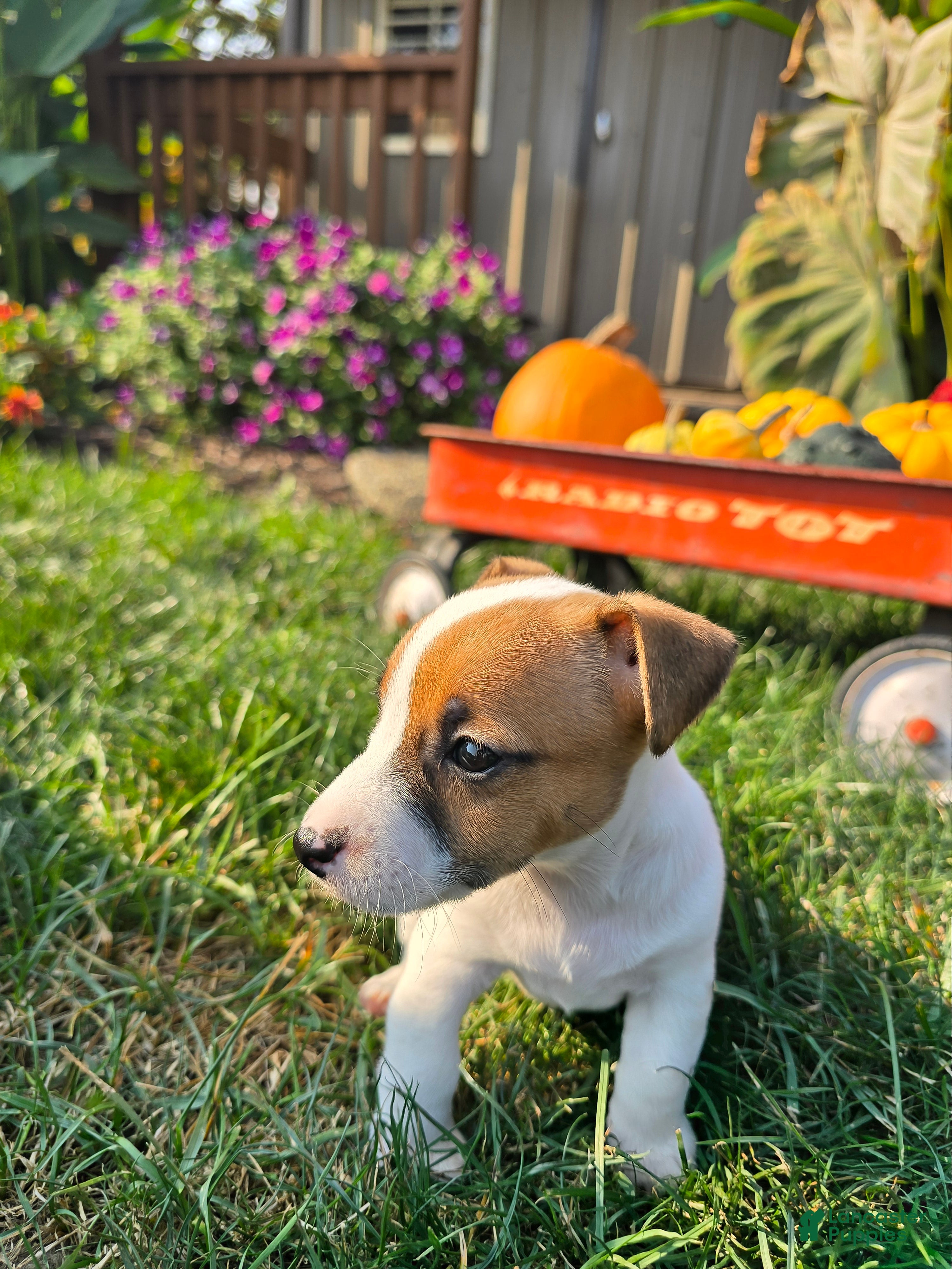 Jack Russell Terrier dogs Sugar - Ad 27