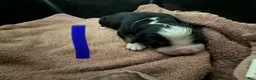 Bernese Mountain Dog dogs for sale: Blue - Ad 13