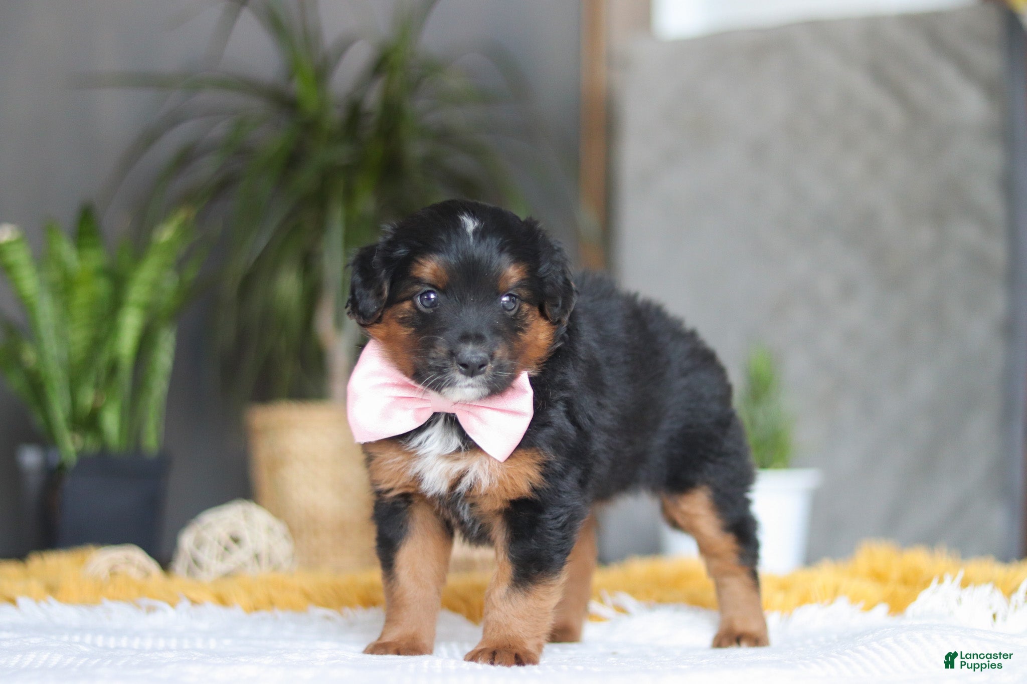 Mixed Breed dogs Sunset - Ad 2