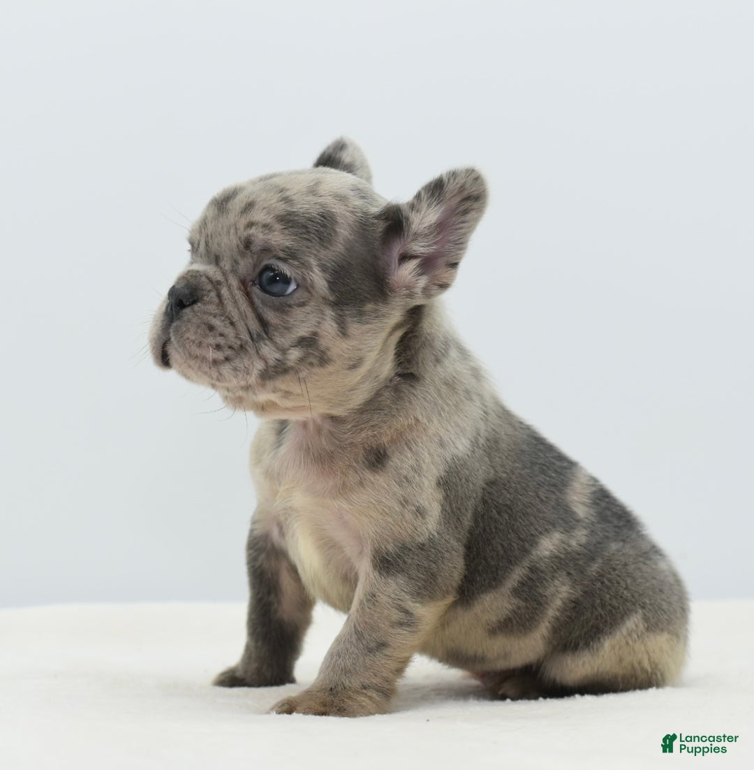 Mixed Breed dogs for sale: Hollywood merle blue  - Ad 26