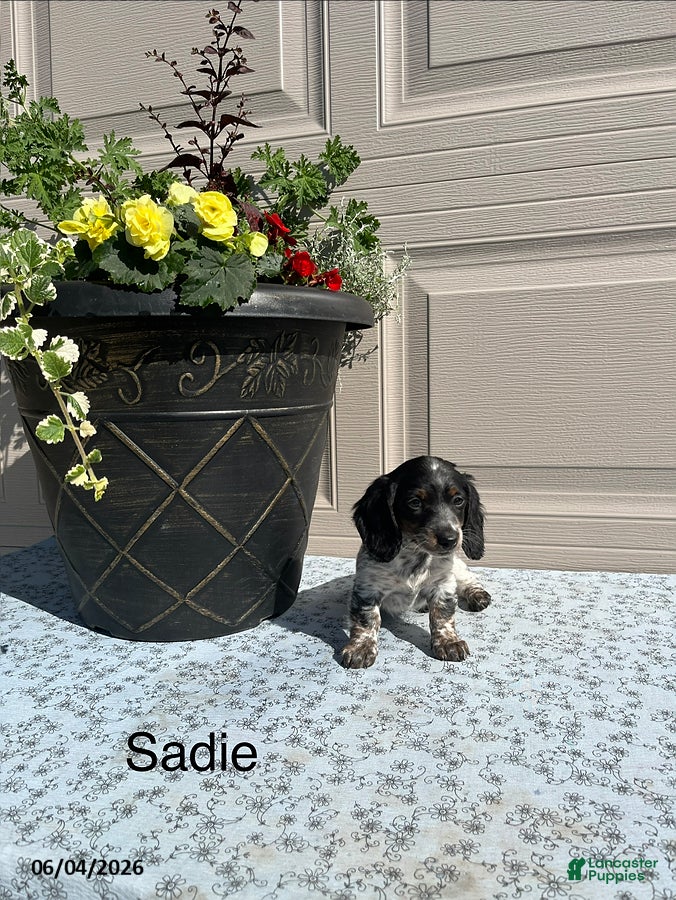 Miniature Dachshund dogs Sadie - Ad 1