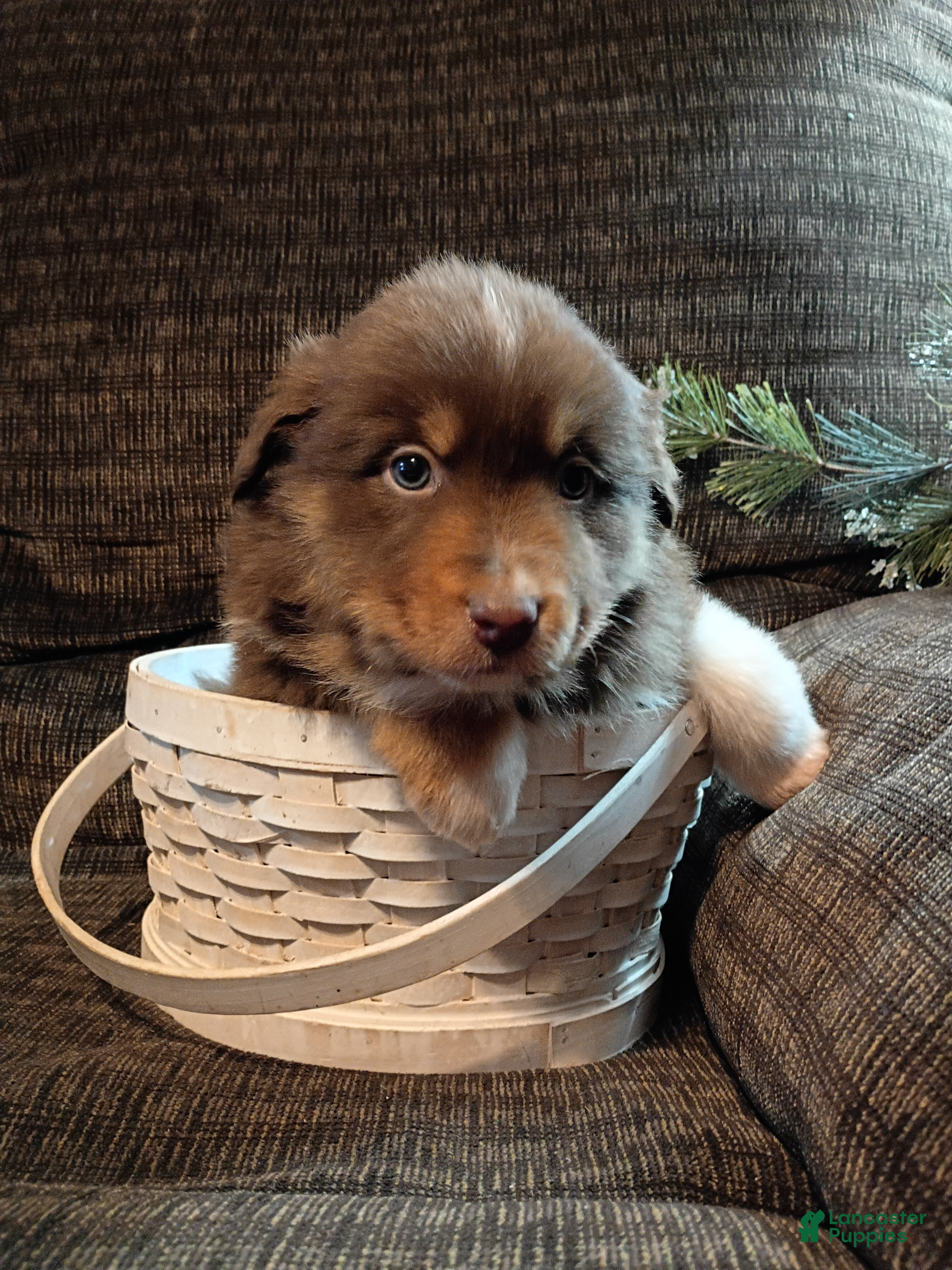Australian Shepherd dogs Maverick - Ad 2