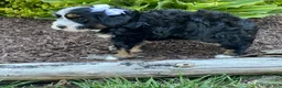 Mini Bernedoodle dogs for sale: Winnie - Ad 3