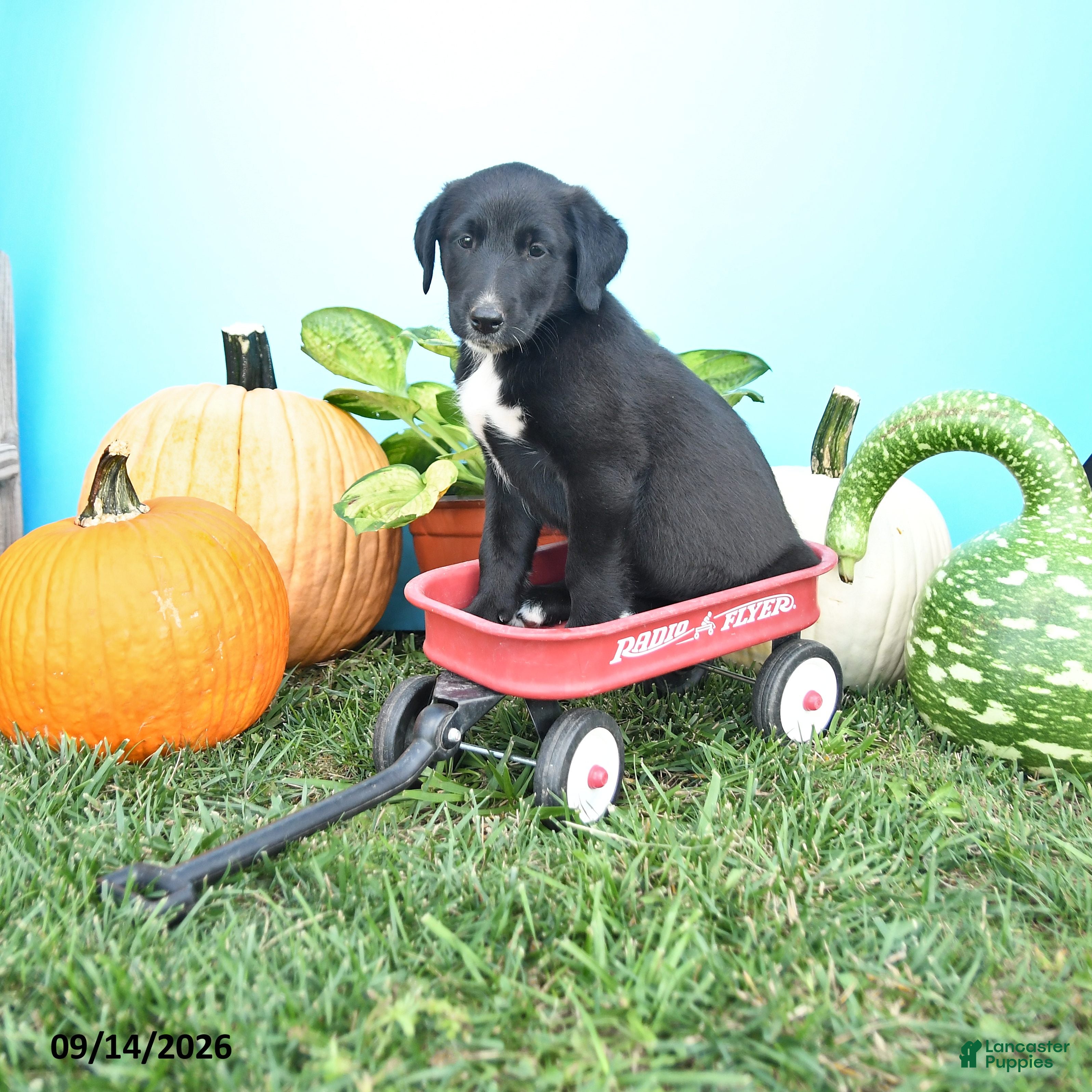 Mixed Breed dogs Reba - Ad 1