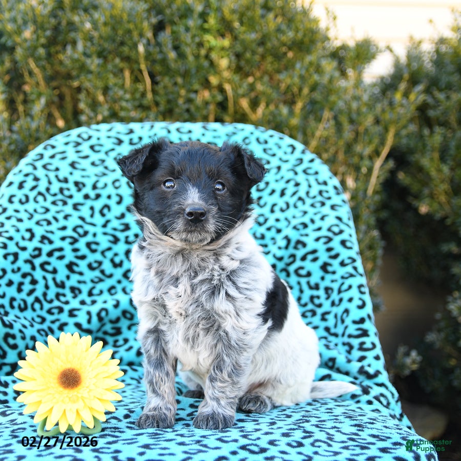 Mixed Breed dogs Lucy - Ad 1