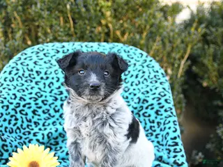 Mixed Breed dogs for sale: Lucy - Ad 4