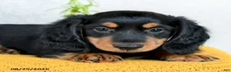 Miniature Dachshund dogs for sale: Cade  - Ad 5