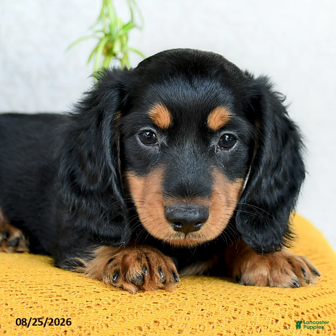 Miniature Dachshund dogs for sale: Cade  - Ad 5