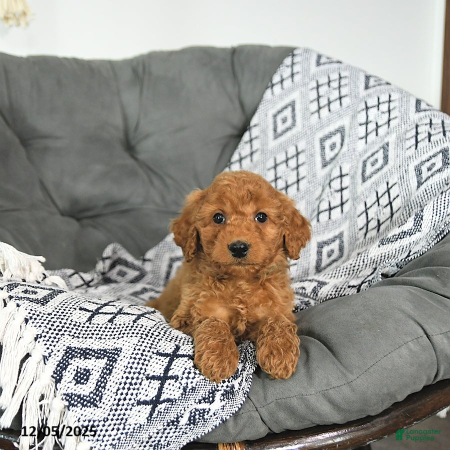 Mini Goldendoodle dogs Tinsel - Ad 8