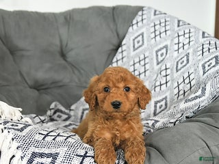 Mini Goldendoodle dogs Tinsel - Ad 34