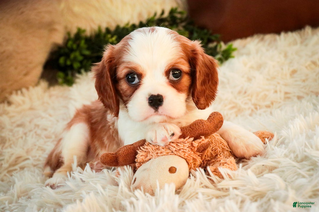 Cavalier King Charles Spaniel dogs for sale: Flora Jo - Ad 1